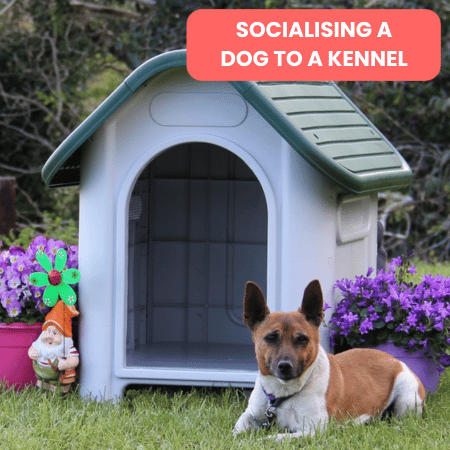 Socialising a Dog to a Kennel